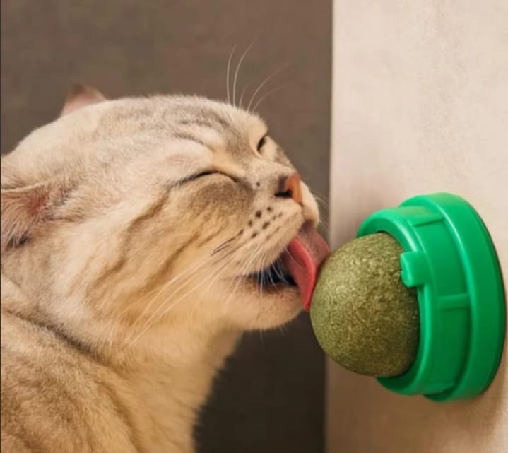 Catnip circular