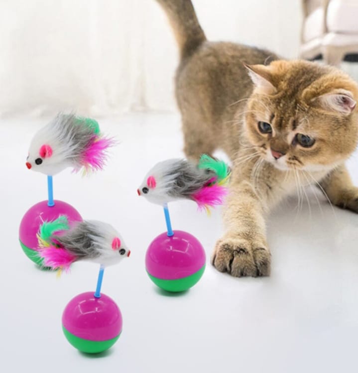 Boxeadora para gatos